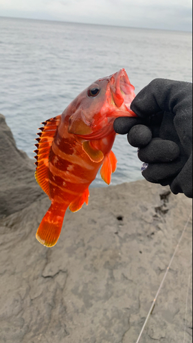 アカハタの釣果