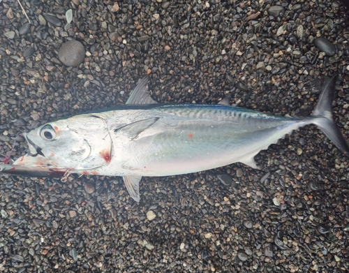 ヒラソウダの釣果