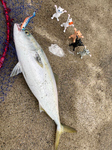 ハマチの釣果