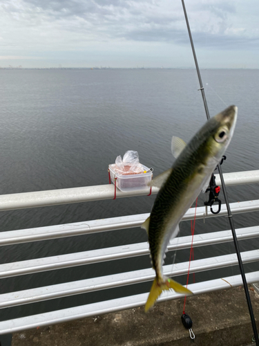 サバの釣果