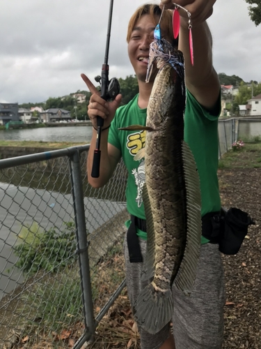 ライギョの釣果