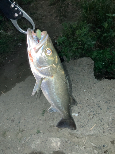 セイゴ（マルスズキ）の釣果