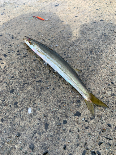 カマスの釣果