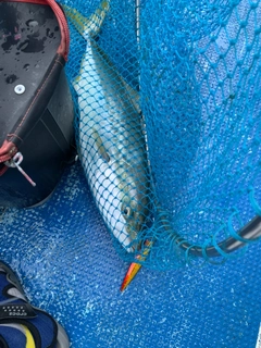 メジロの釣果