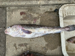 マダラの釣果