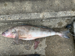 ホッケの釣果
