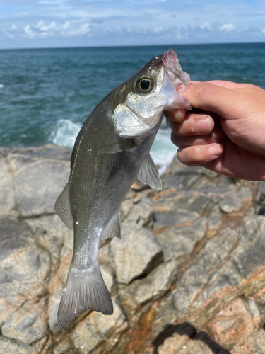 セイゴ（ヒラスズキ）の釣果