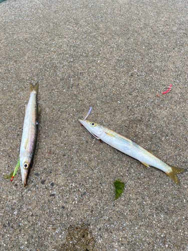 カマスの釣果