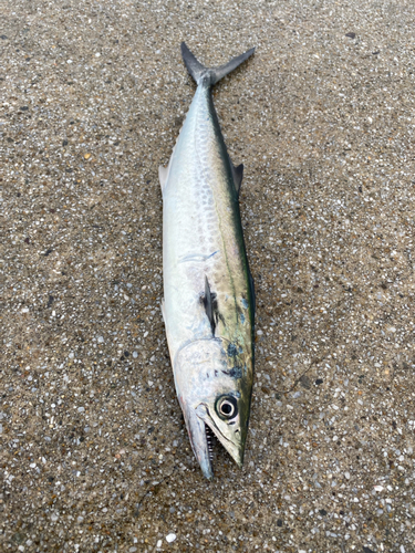 サゴシの釣果