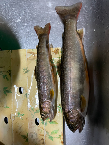 イワナの釣果