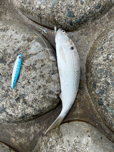 コノシロの釣果