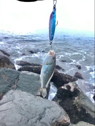 イシモチの釣果