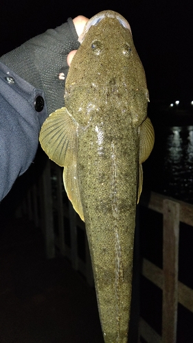 マゴチの釣果