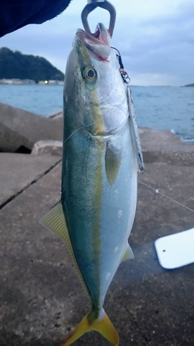 イナダの釣果