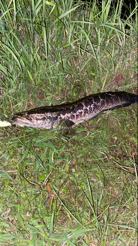 タイワンドジョウの釣果