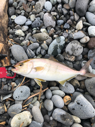 ショゴの釣果