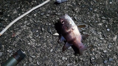 ヨコスジイシモチの釣果