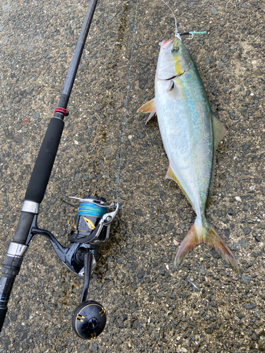 ハマチの釣果