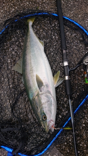 ハマチの釣果