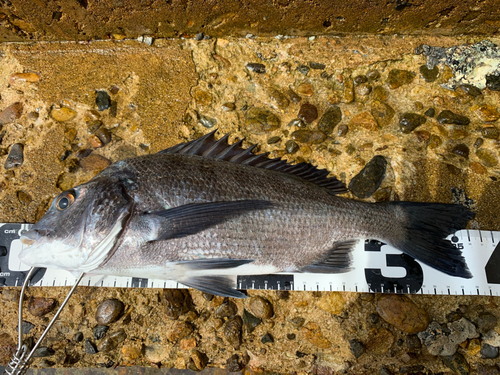 チヌの釣果