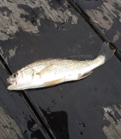 イシモチの釣果