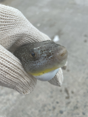 マメイカの釣果