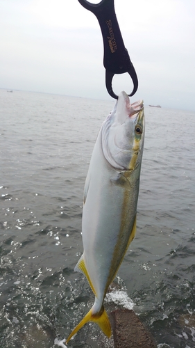 イナダの釣果