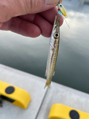 カマスの釣果