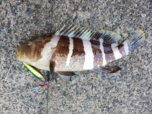 アオハタの釣果