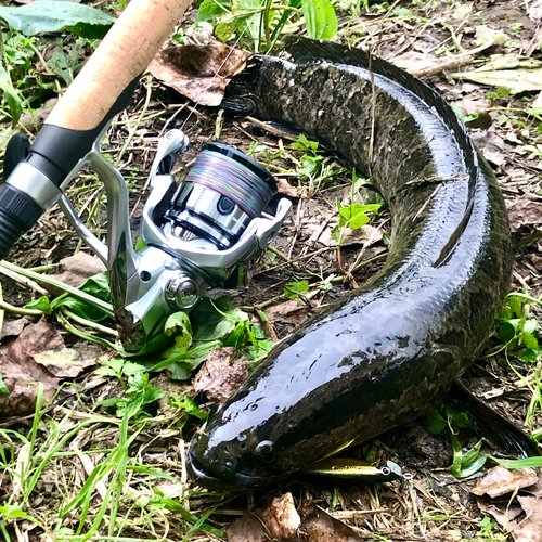 ライギョの釣果