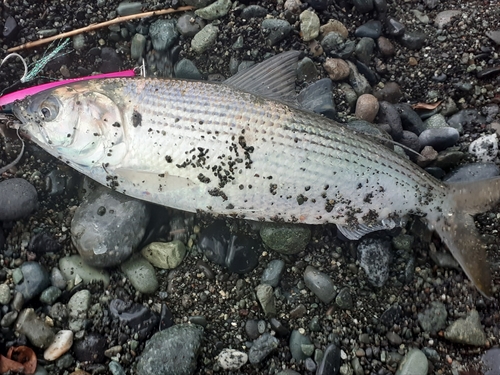 コノシロの釣果