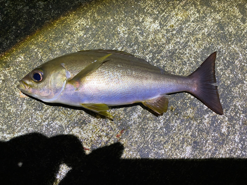 イサキの釣果