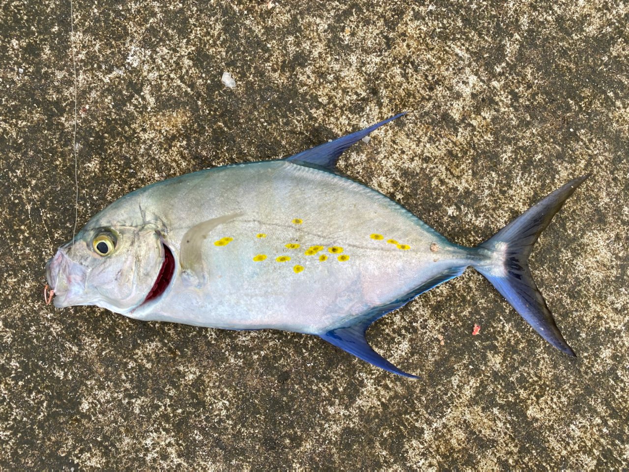 ナンヨウカイワリ