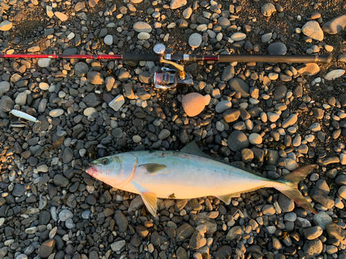 メジロの釣果