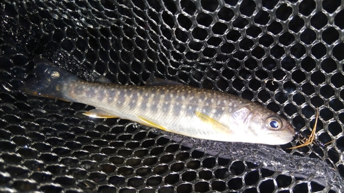 ニッコウイワナの釣果