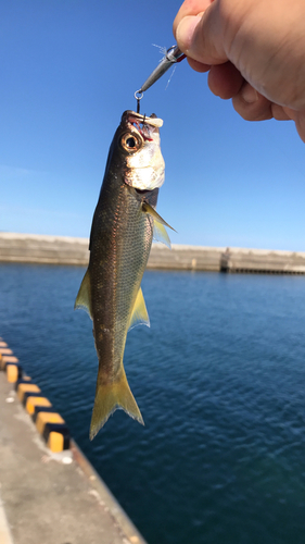 ムツの釣果