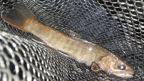 ニッコウイワナの釣果