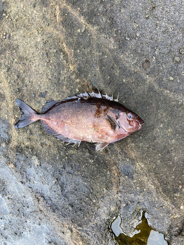 アイゴの釣果