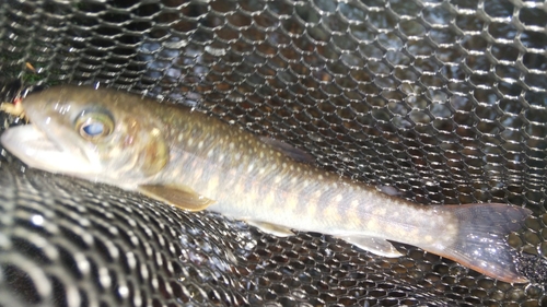 ニッコウイワナの釣果