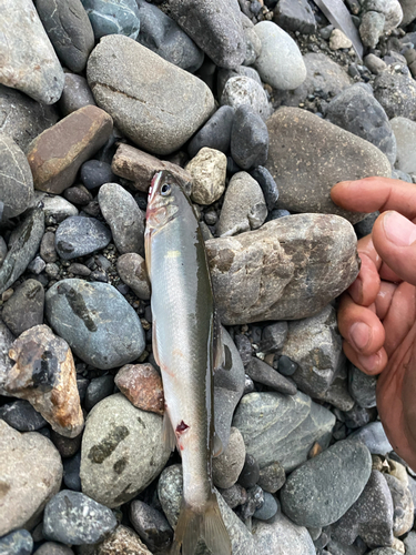 アユの釣果