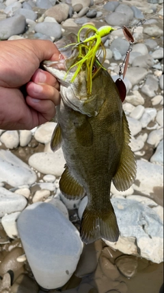 スモールマウスバスの釣果