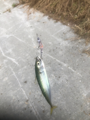 サバの釣果