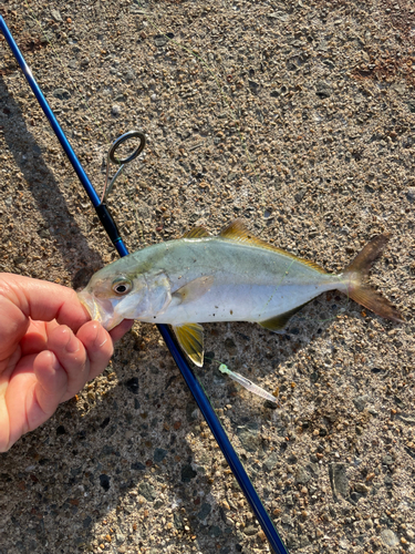 ショゴの釣果