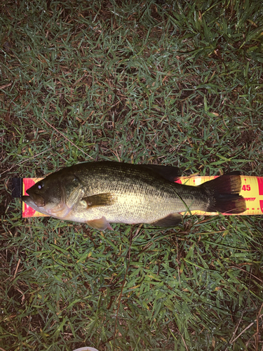 ブラックバスの釣果