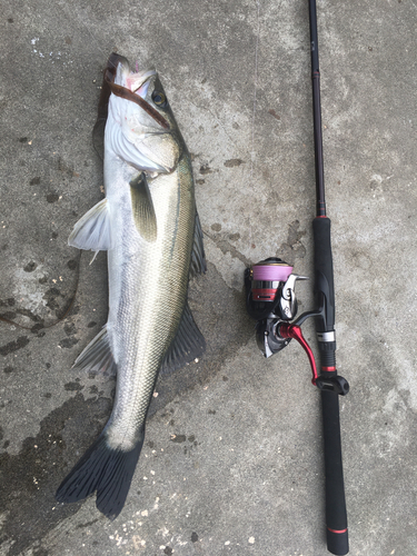 シーバスの釣果