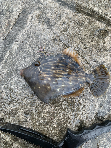 カワハギの釣果