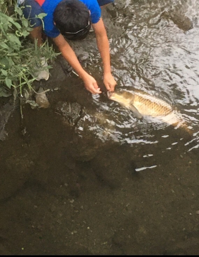 コイの釣果