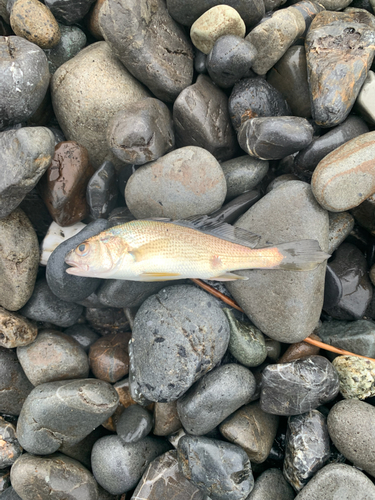 ニベの釣果