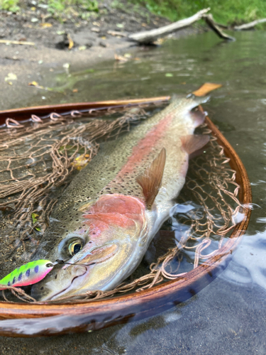 ニジマスの釣果