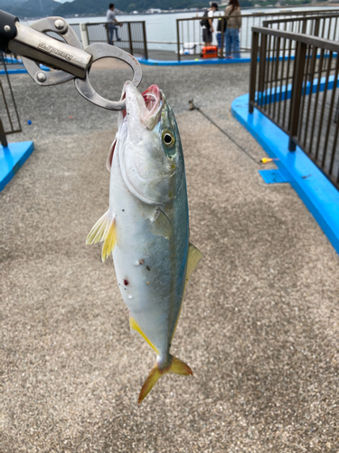 ツバスの釣果